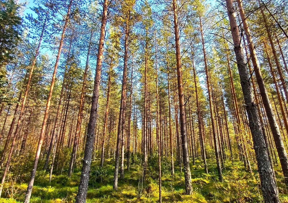 Vimpeli Hallapuro, kaksi metsätilaa yhteensä 28,47 ha 9