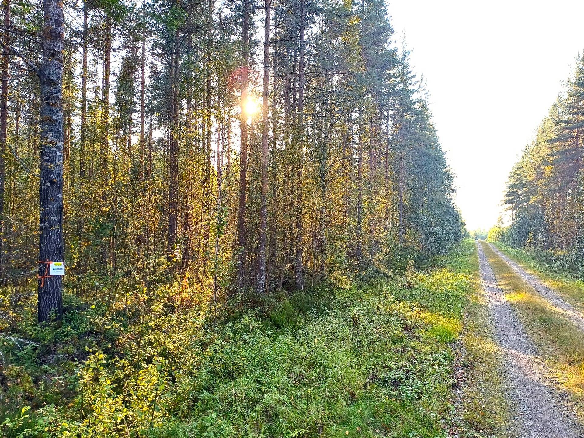 Vimpeli Hallapuro, kaksi metsätilaa yhteensä 28,47 ha 2