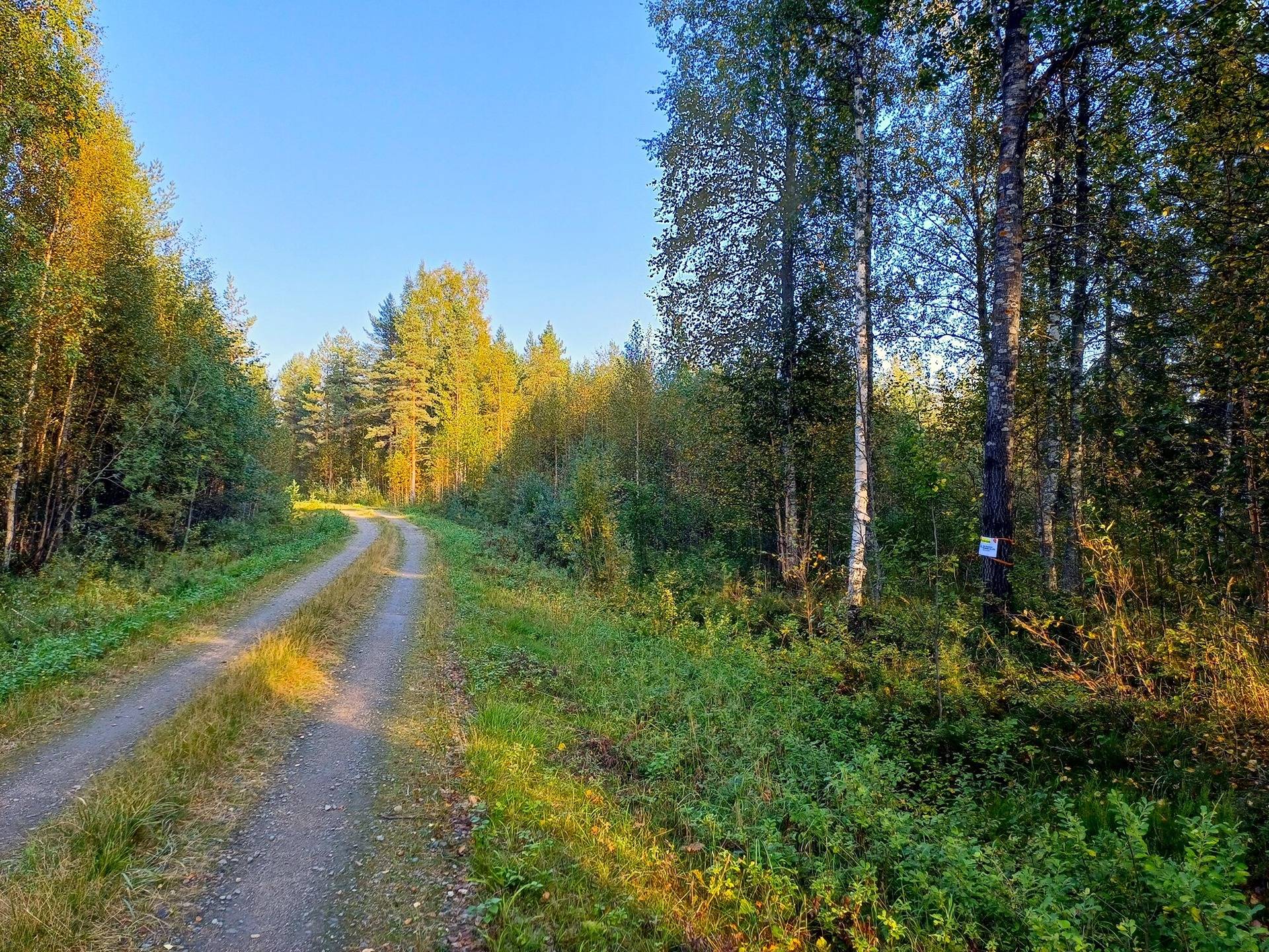 Vimpeli Hallapuro, kaksi metsätilaa yhteensä 28,47 ha 7