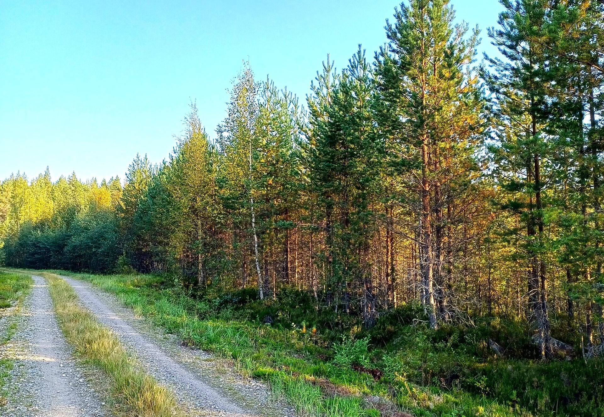 Vimpeli Hallapuro, kaksi metsätilaa yhteensä 28,47 ha 12