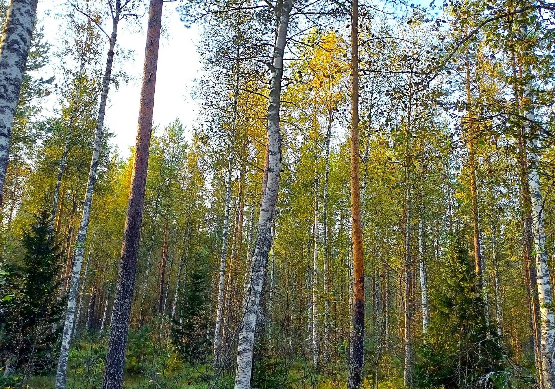 Vimpeli Hallapuro, kaksi metsätilaa yhteensä 28,47 ha 6