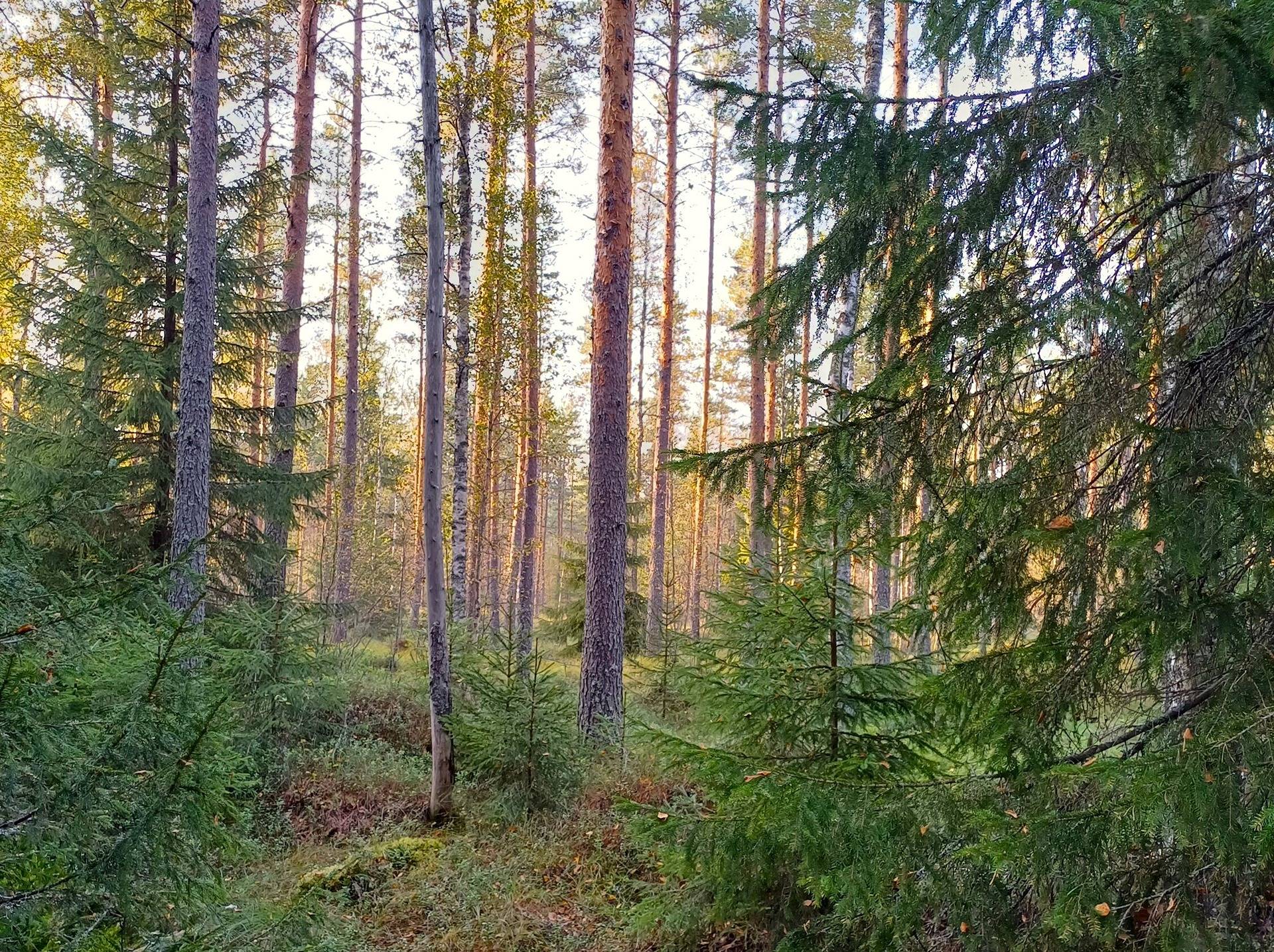 Vimpeli Hallapuro, kaksi metsätilaa yhteensä 28,47 ha 17