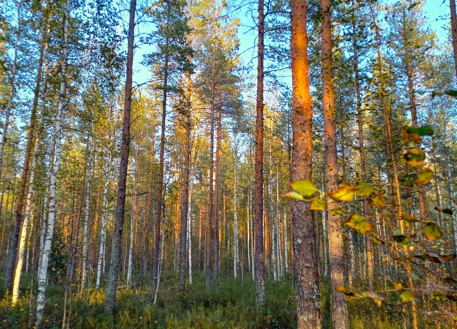 Vimpeli Hallapuro, kaksi metsätilaa yhteensä 28,47 ha 18