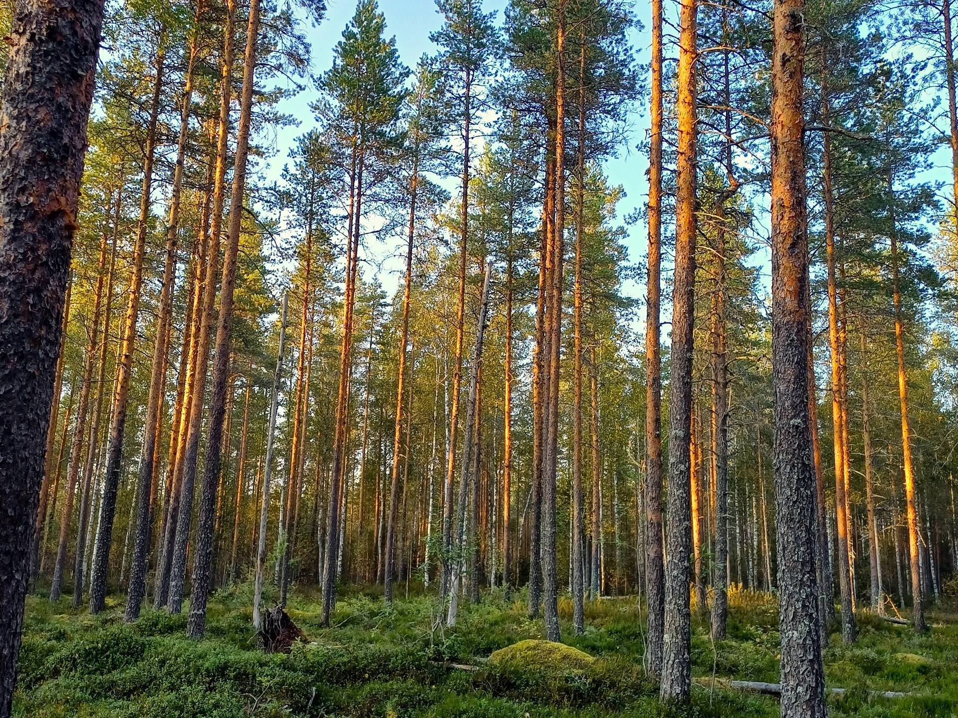 Vimpeli Hallapuro, kaksi metsätilaa yhteensä 28,47 ha 3