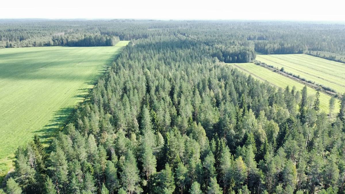 Omslagsbild för objektet KUIVALA 785-404-6-74 17,51 ha n. 10 km Vaalan kk:ltä Partalankylässä 