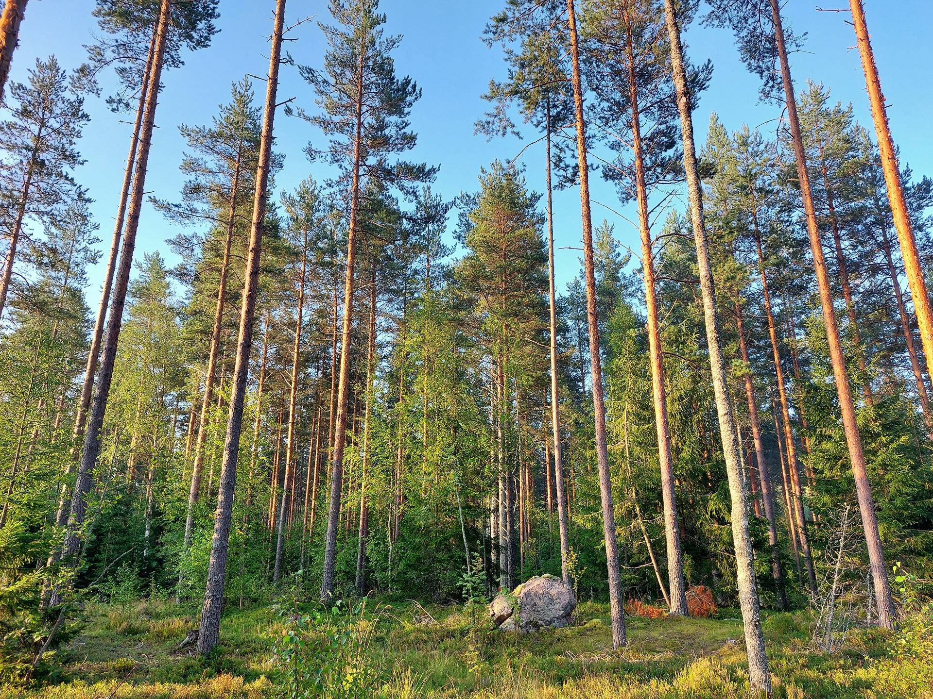 Omslagsbild för objektet Päivärinta 689-414-49-0