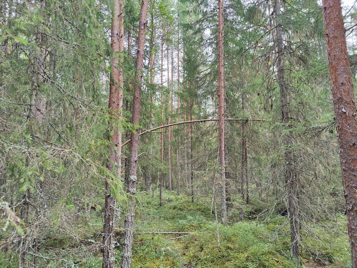 Omslagsbild för objektet Metsäpolku 139-401-43-78