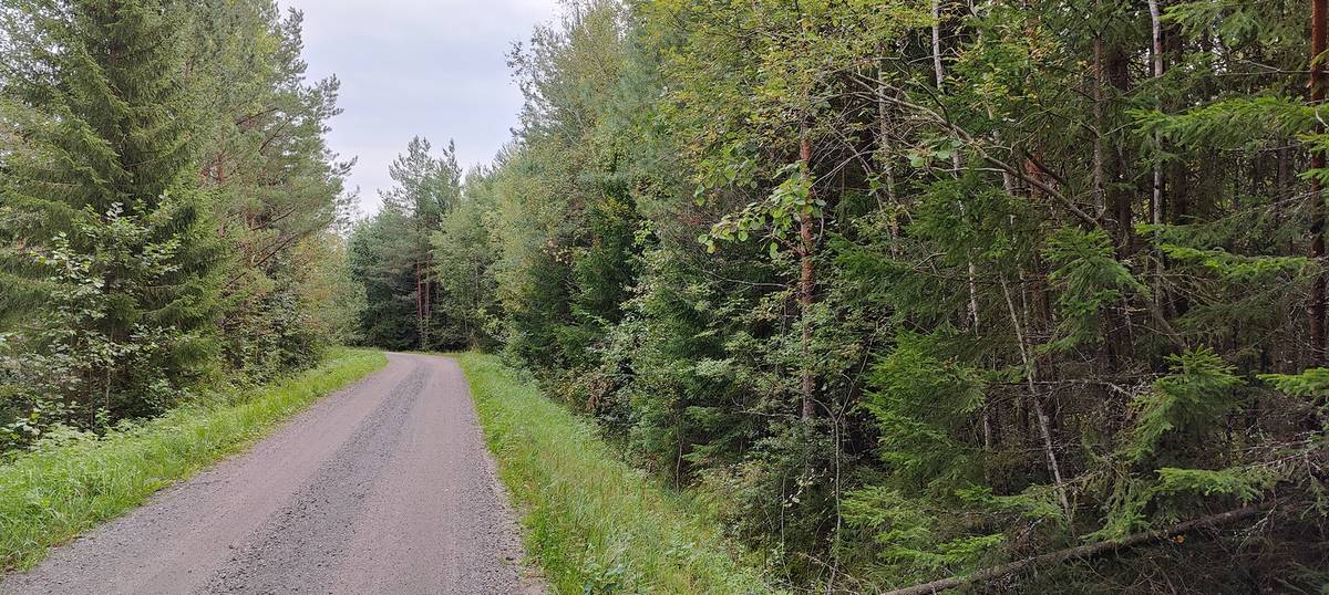 Omslagsbild för objektet Määräala metsää Nakkilassa, Kuritunrinne