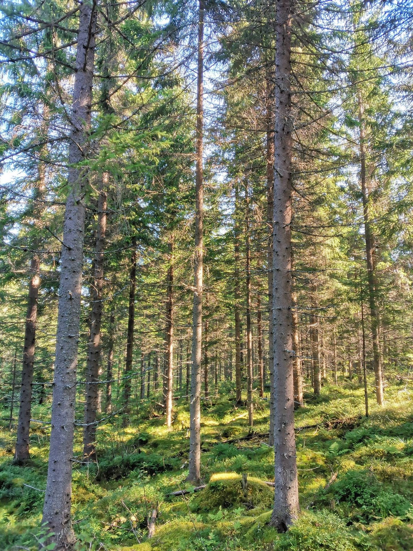 Omslagsbild för objektet RÄSÄLÄ 422-414-13-26, Vaaraniemi