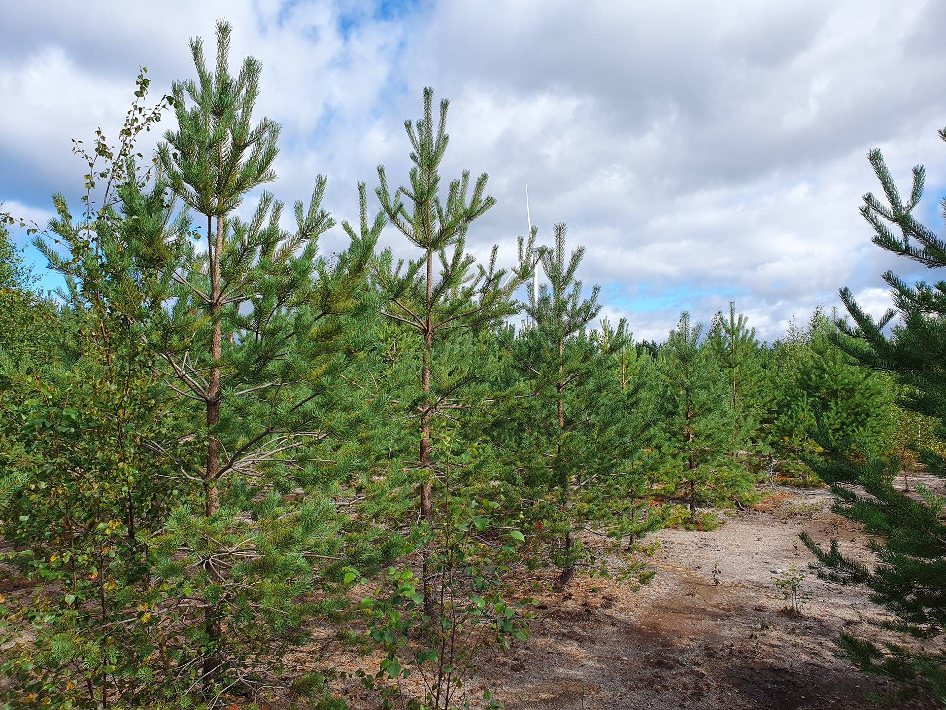 Metsätila Kankaanpäässä, Kööpelinmaa 2