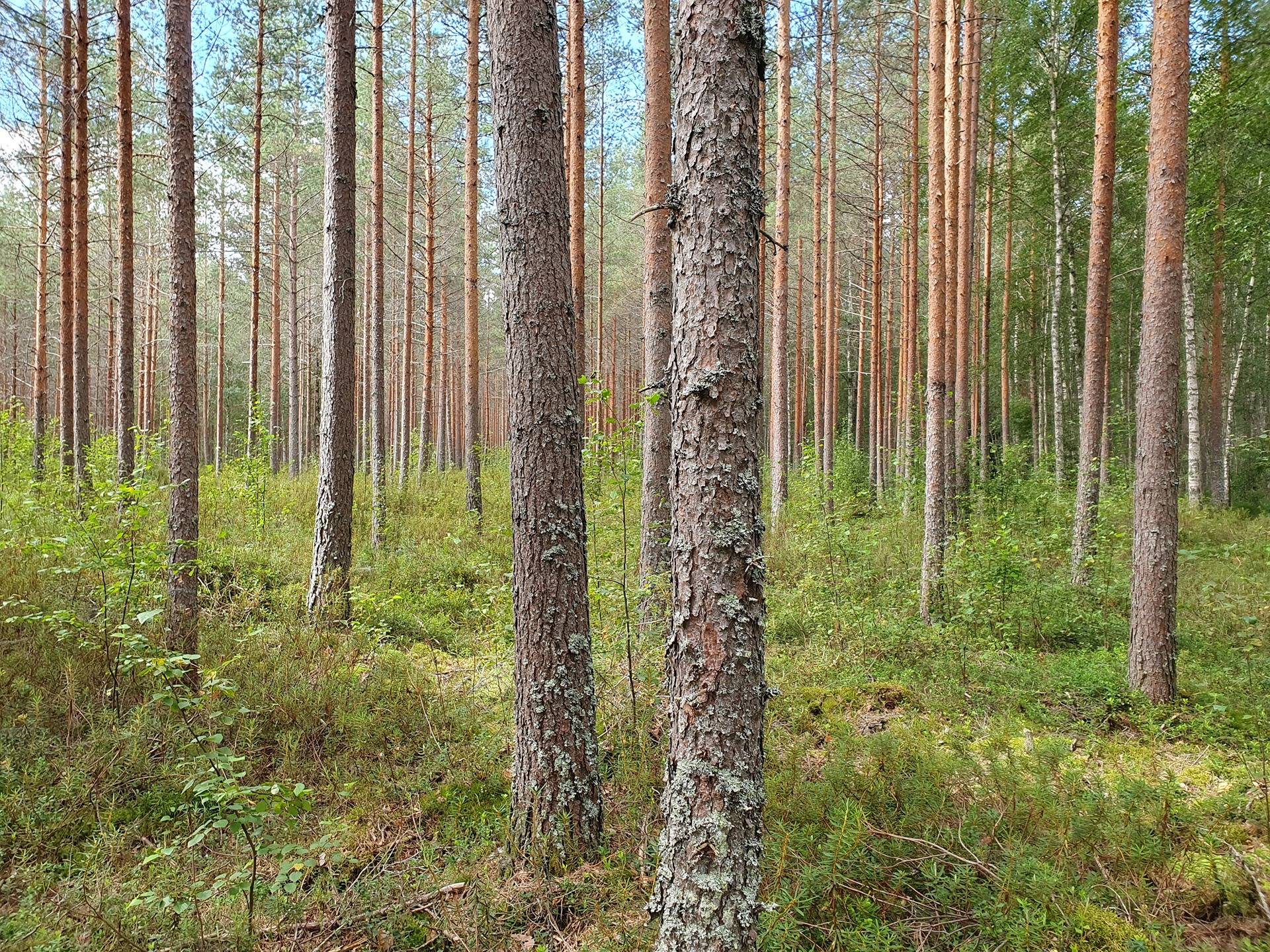 Metsätila Kankaanpäässä, Kööpelinmaa 3