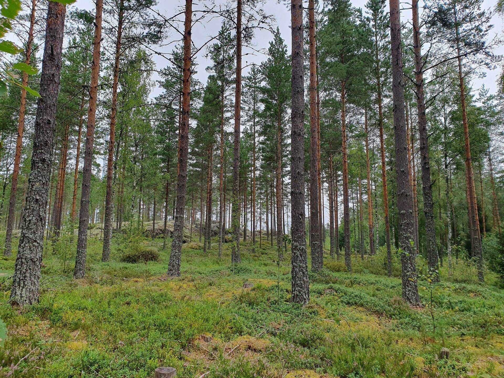 Metsätila Kankaanpäässä, Kööpelinmaa 4