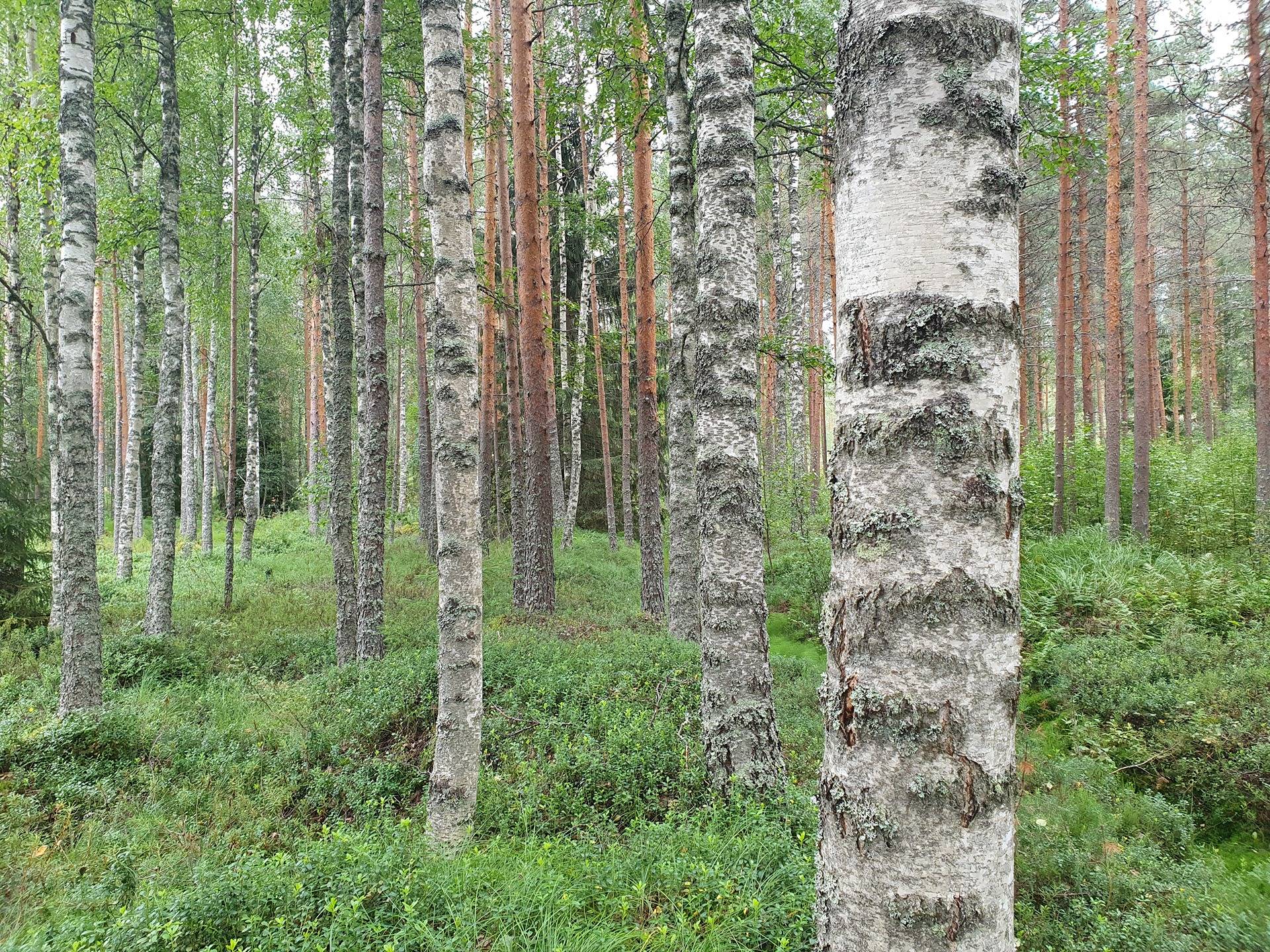 Metsätila Kankaanpäässä, Kööpelinmaa 5