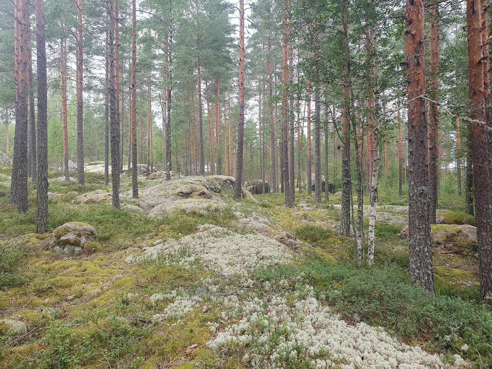 Metsätila Kankaanpäässä, Kööpelinmaa 6