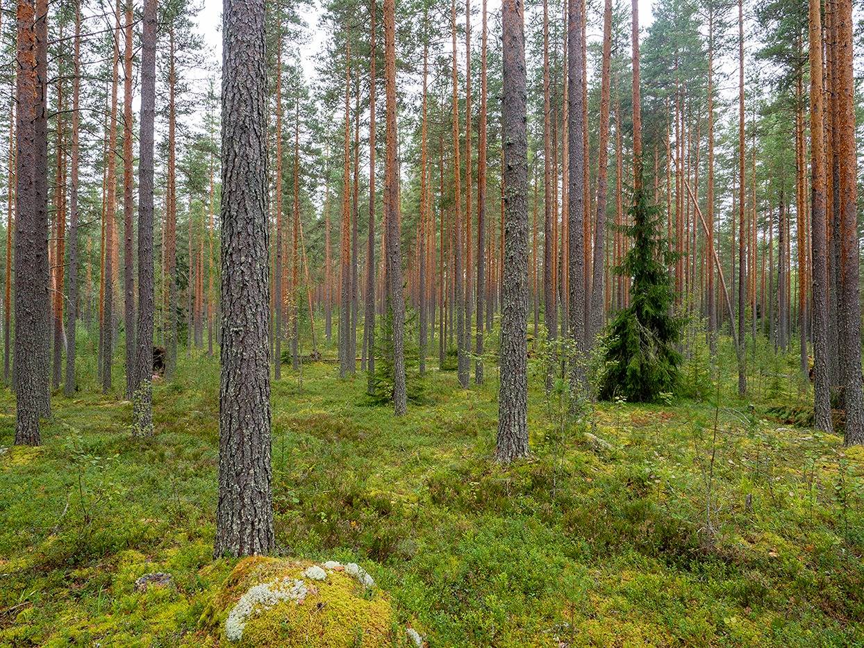 Omslagsbild för objektet Lepistönranta II 491-508-1-39