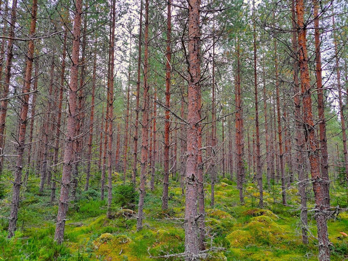 Omslagsbild för objektet Perho LISÄ-TYYNELÄ 259:28 metsätila 23,55 ha