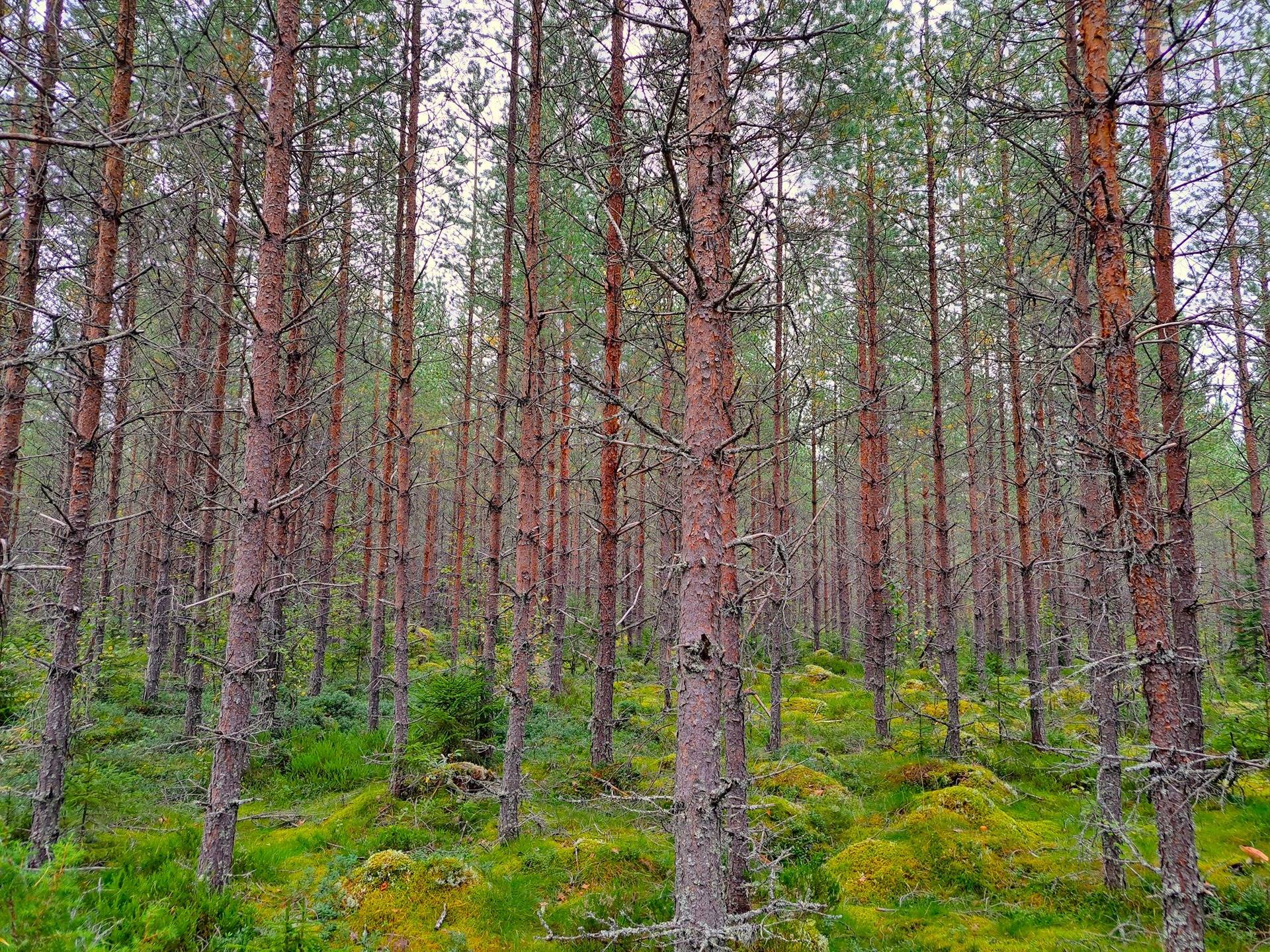 Perho LISÄ-TYYNELÄ 259:28 metsätila 23,55 ha 1