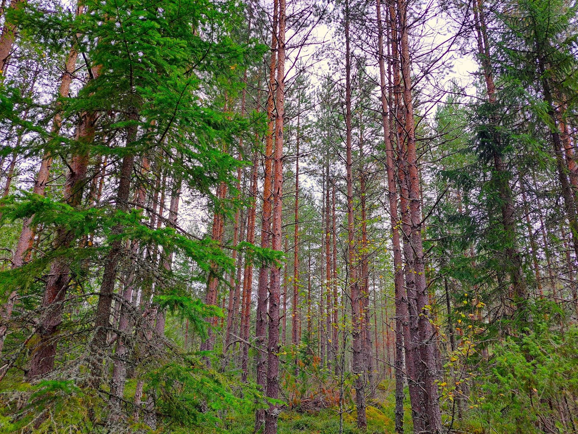 Perho LISÄ-TYYNELÄ 259:28 metsätila 23,55 ha 4