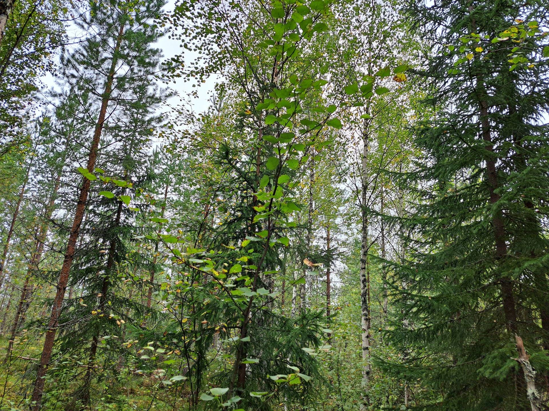 Perho LISÄ-TYYNELÄ 259:28 metsätila 23,55 ha 3