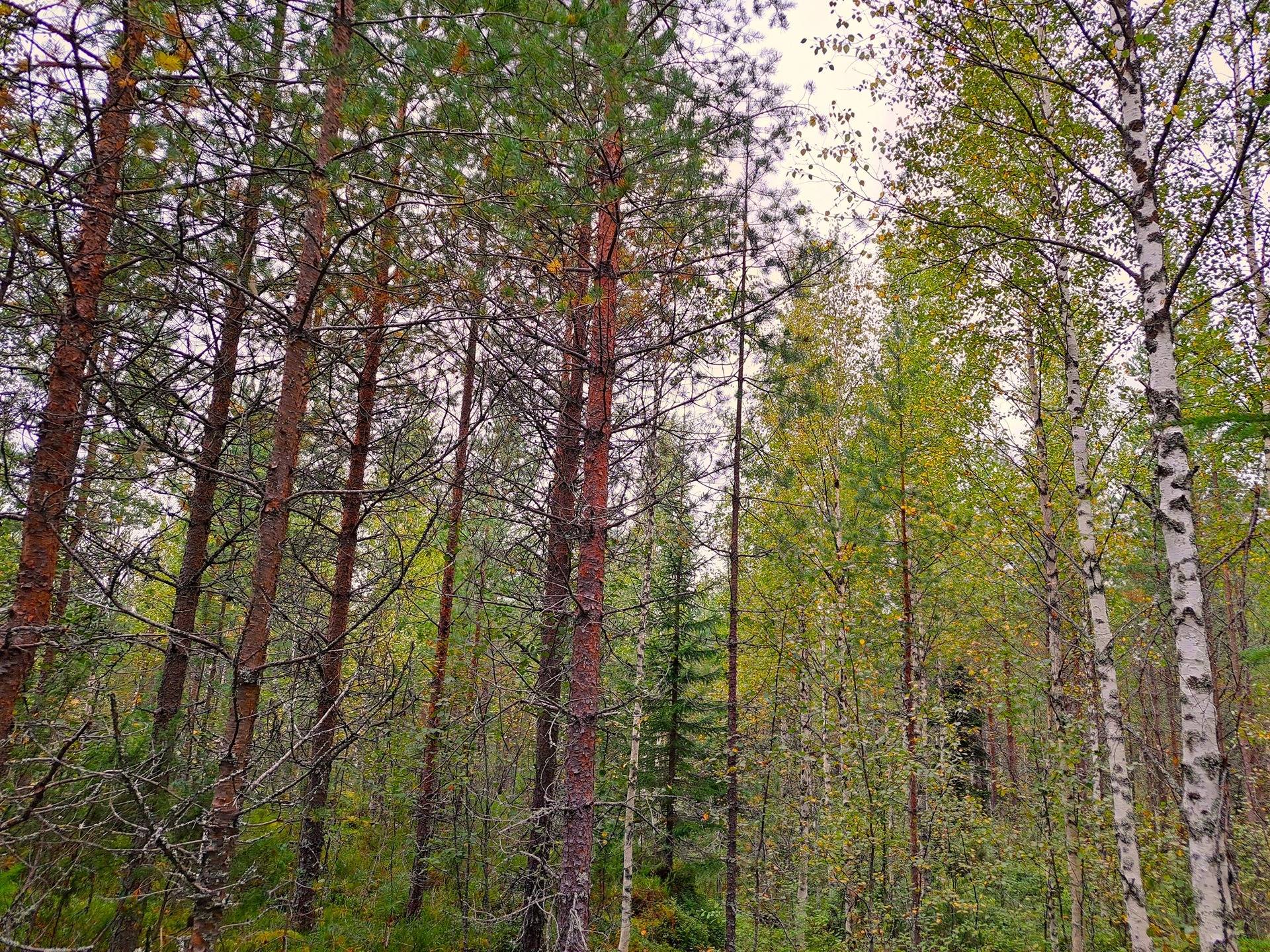 Perho LISÄ-TYYNELÄ 259:28 metsätila 23,55 ha 6