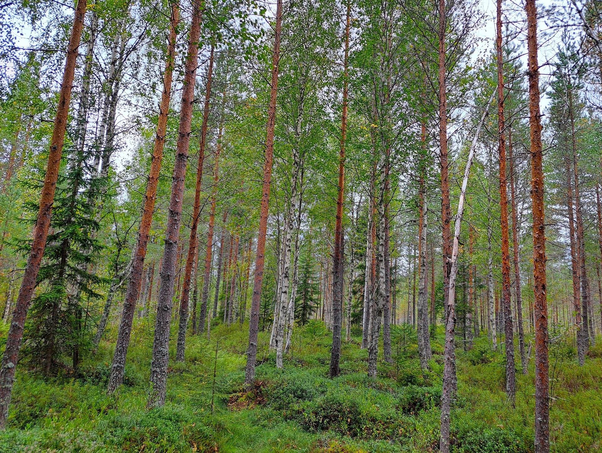 Perho LISÄ-TYYNELÄ 259:28 metsätila 23,55 ha 8