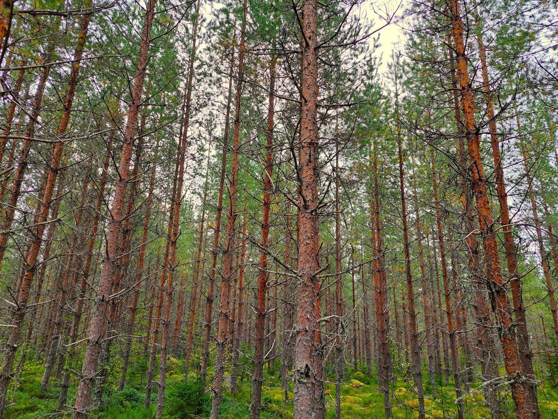 Perho LISÄ-TYYNELÄ 259:28 metsätila 23,55 ha 7