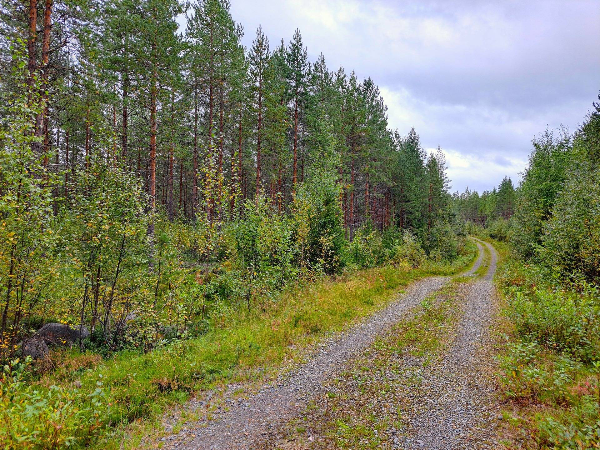 Perho LISÄ-TYYNELÄ 259:28 metsätila 23,55 ha 9