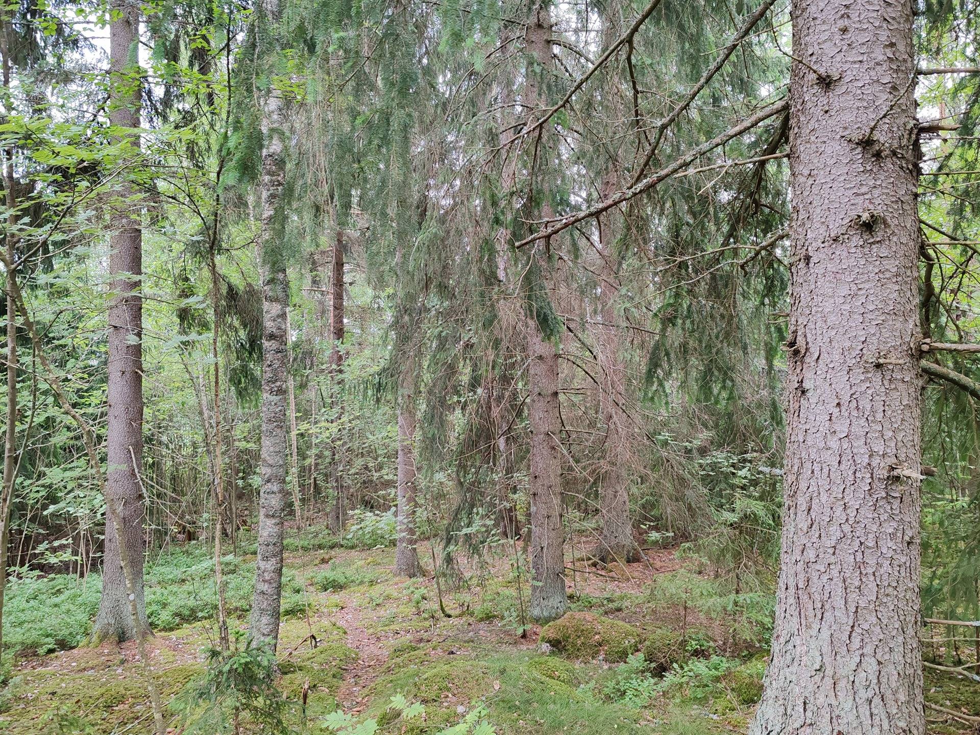 Metsämääräala tilasta Metsämäntylä, Salo, Toija 7