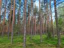 Metsämääräala tilasta Metsämäntylä, Salo, Toija 14