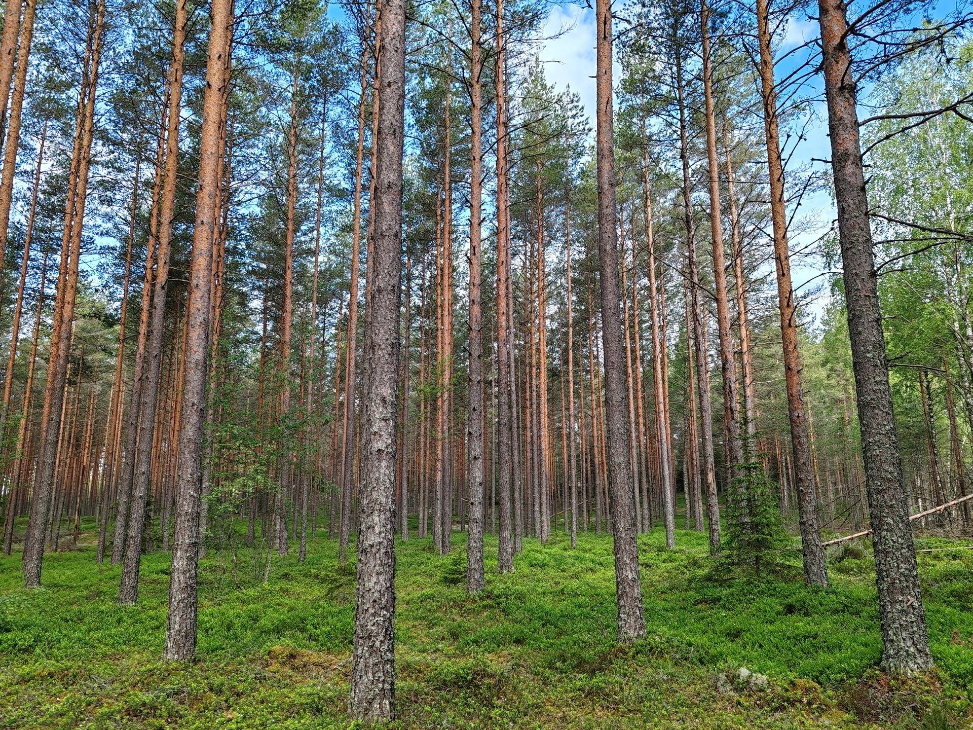 Metsämääräala tilasta Metsämäntylä, Salo, Toija 14