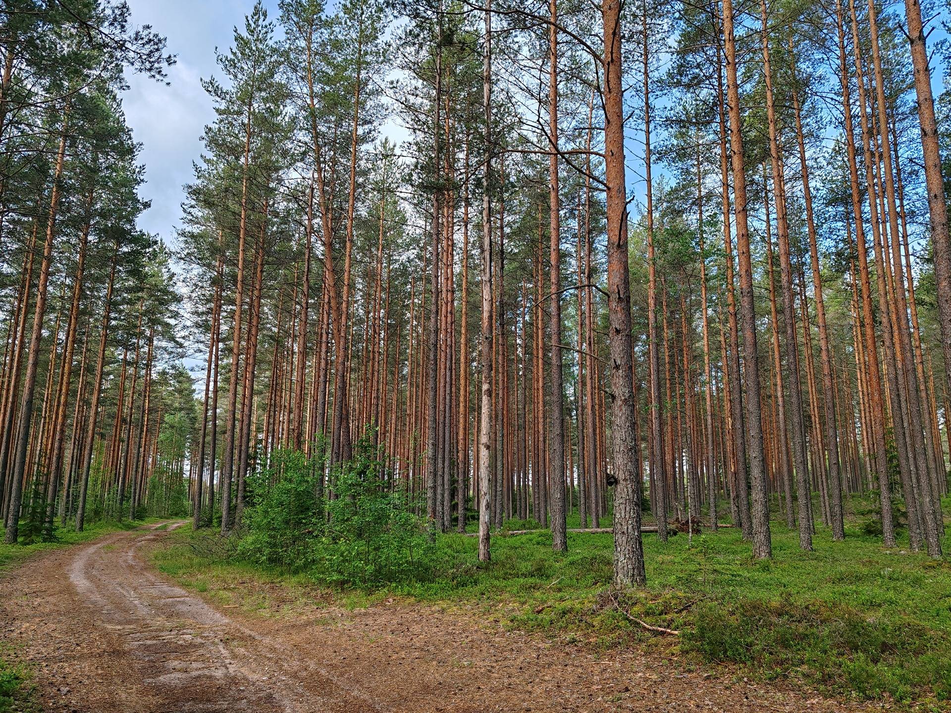 Metsämääräala tilasta Metsämäntylä, Salo, Toija 15