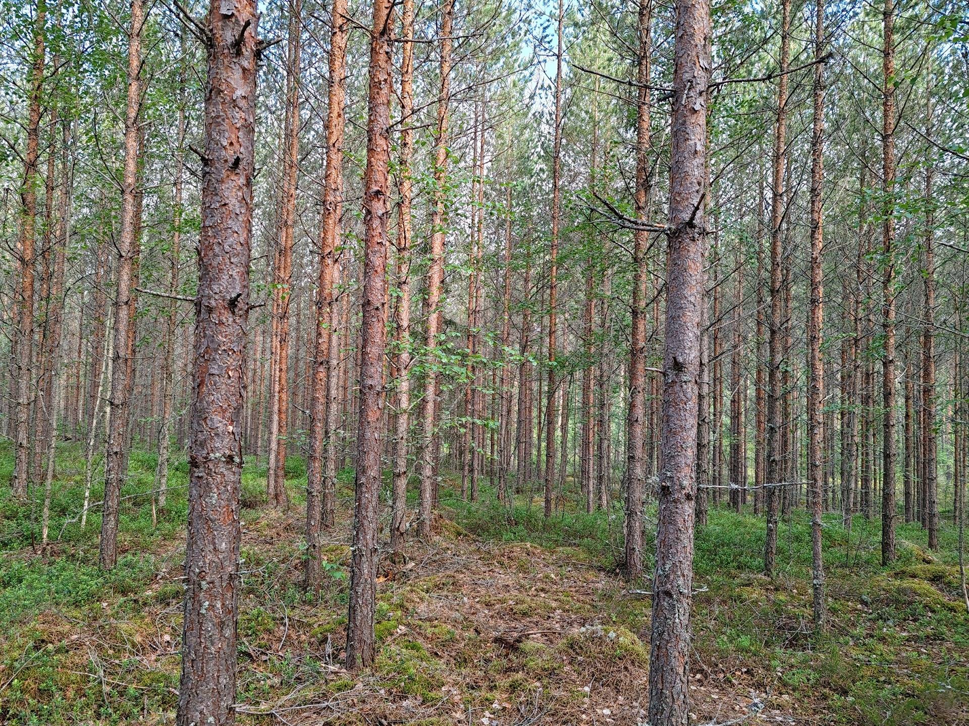 Metsämääräala tilasta Metsämäntylä, Salo, Toija 16