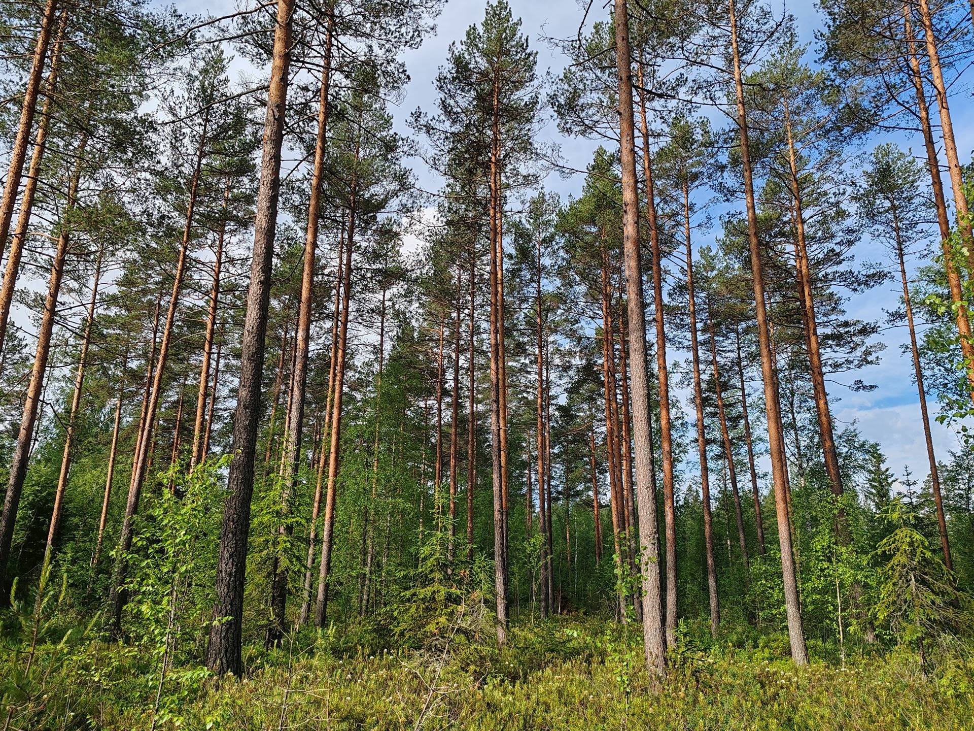 Metsämääräala tilasta Metsämäntylä, Salo, Toija 17