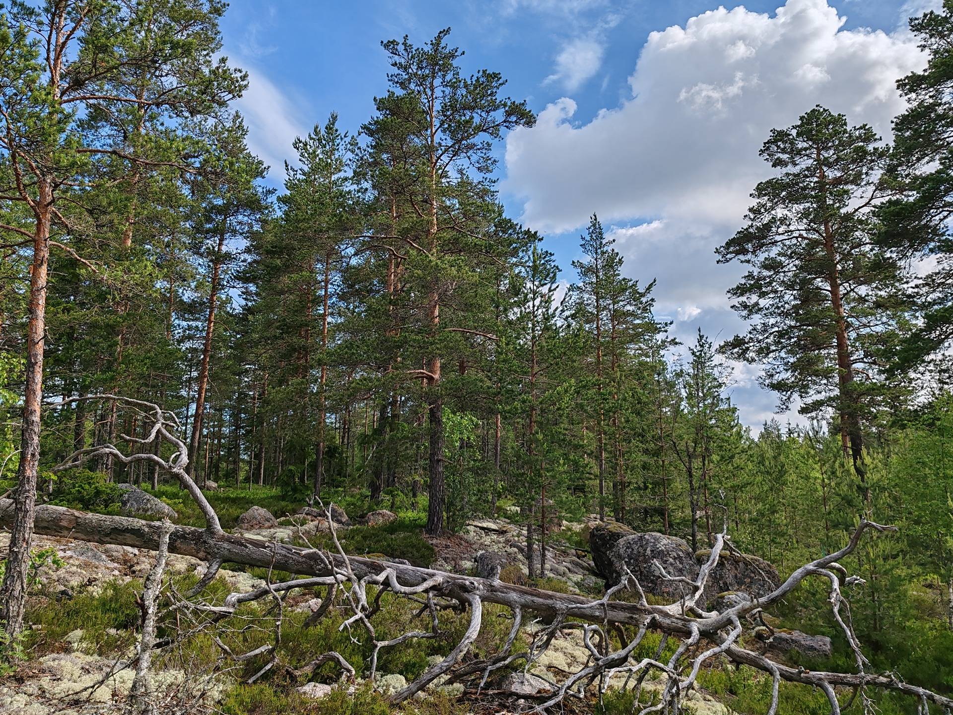 Metsämääräala tilasta Metsämäntylä, Salo, Toija 18