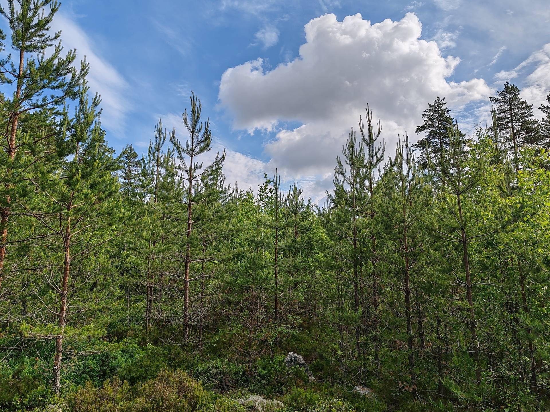 Metsämääräala tilasta Metsämäntylä, Salo, Toija 19