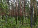 Metsämääräala tilasta Metsämäntylä, Salo, Toija 20