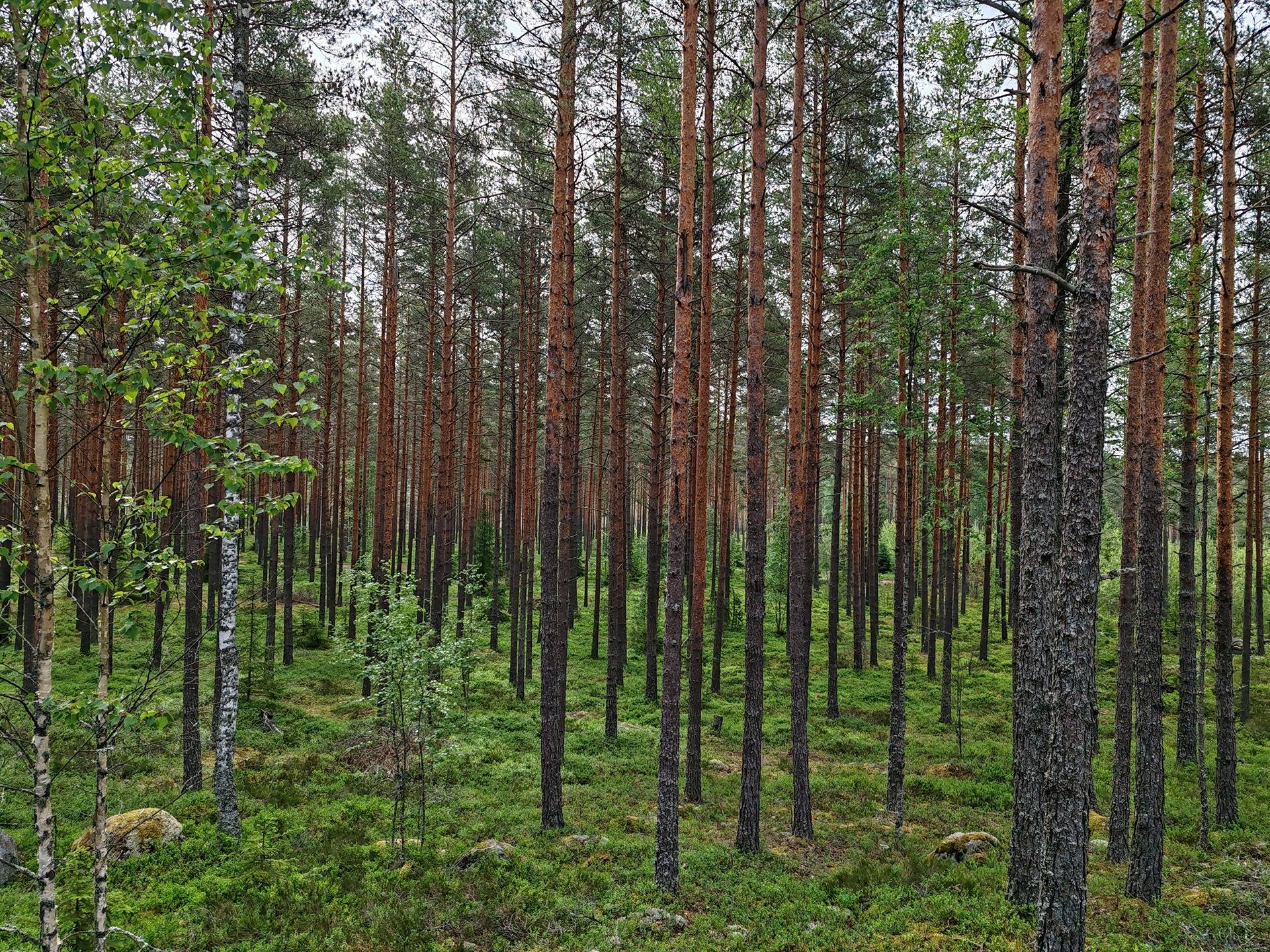 Metsämääräala tilasta Metsämäntylä, Salo, Toija 20