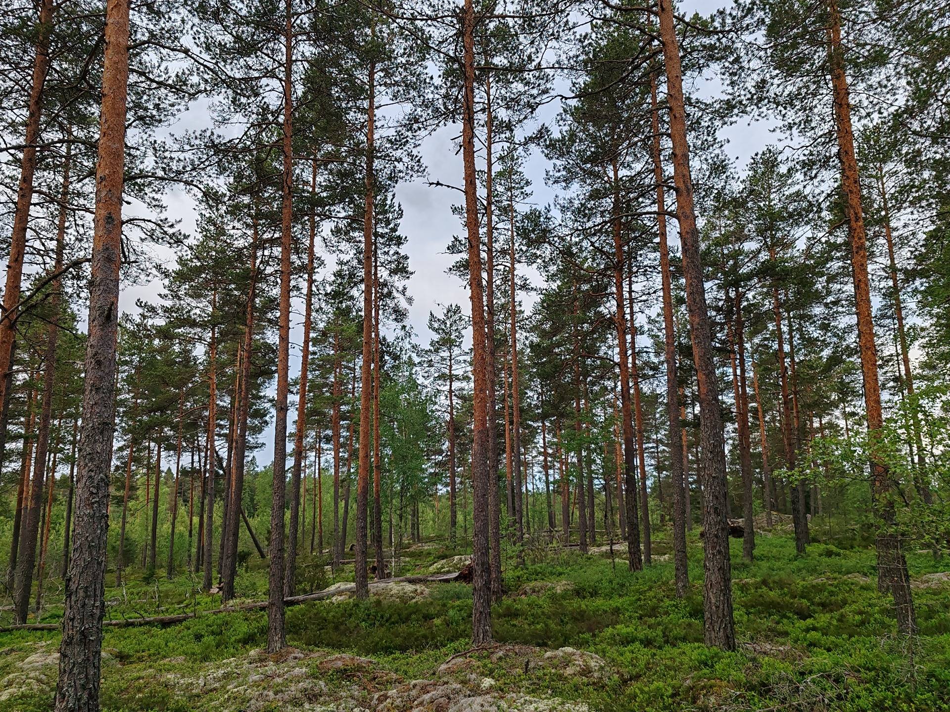 Metsämääräala tilasta Metsämäntylä, Salo, Toija 22