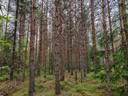 Metsämääräala tilasta Metsämäntylä, Salo, Toija 23