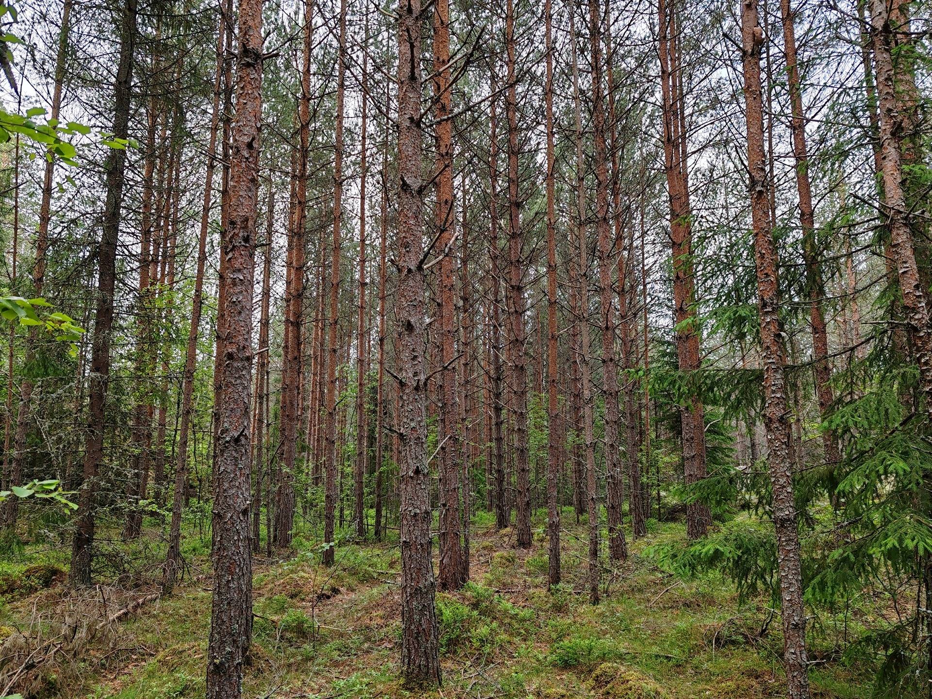 Metsämääräala tilasta Metsämäntylä, Salo, Toija 23