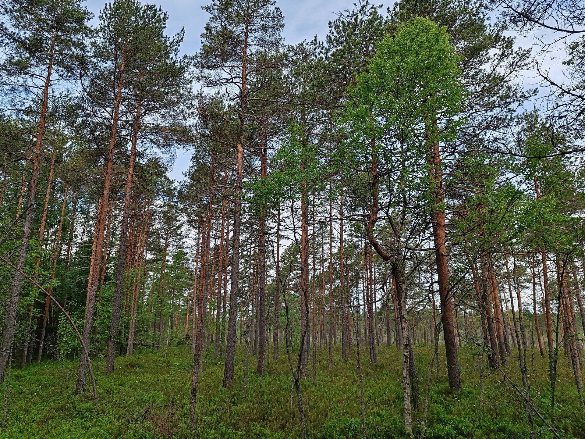 Metsämääräala tilasta Metsämäntylä, Salo, Toija 24