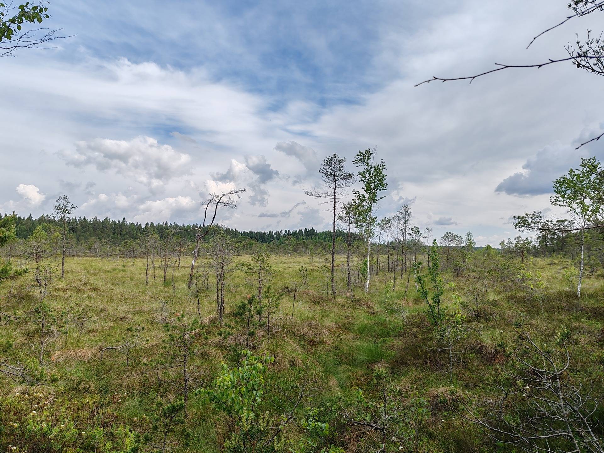 Metsämääräala tilasta Metsämäntylä, Salo, Toija 25