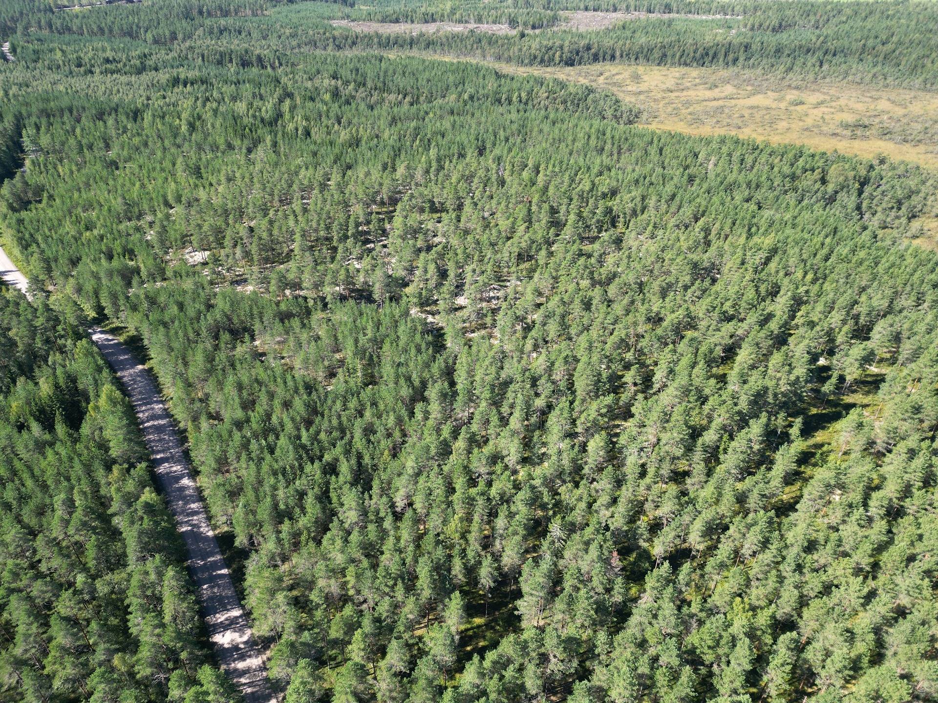 Metsämääräala tilasta Metsämäntylä, Salo, Toija 33