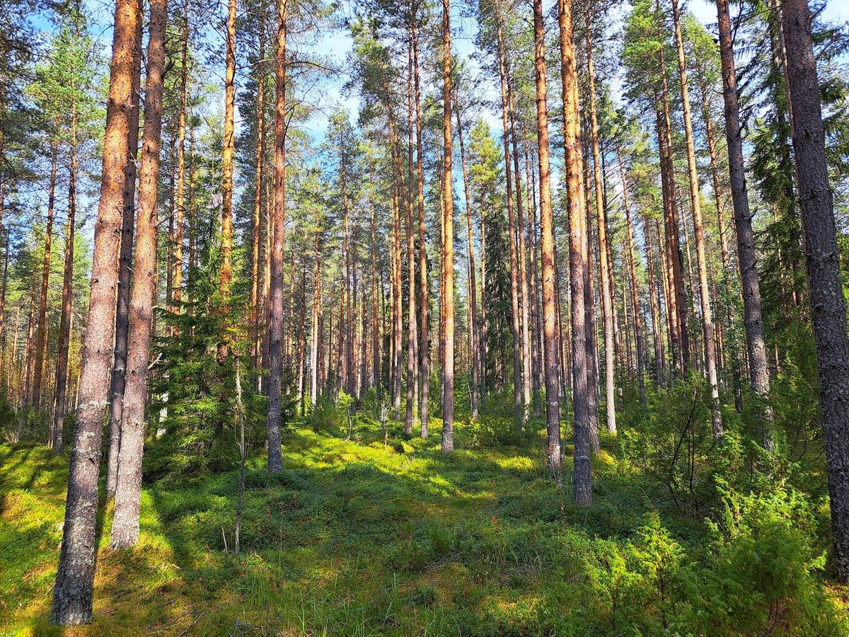 Omslagsbild för objektet Perho Humalajoki LISÄKIVIRANTA 192:0 metsätila 24,12 ha.