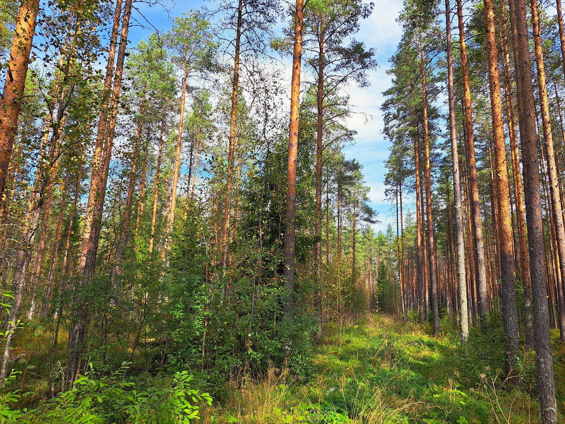 Perho Humalajoki LISÄKIVIRANTA 192:0 metsätila 24,12 ha. 4