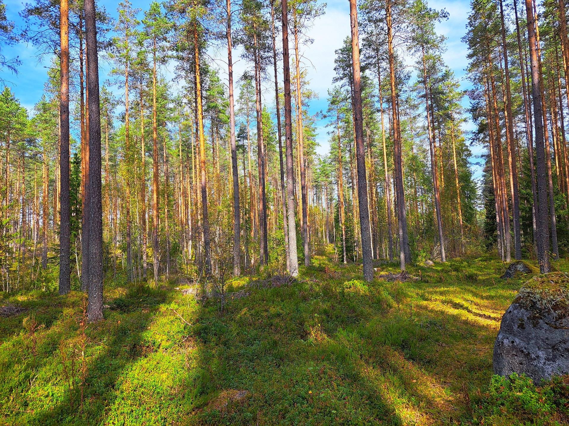 Perho Humalajoki LISÄKIVIRANTA 192:0 metsätila 24,12 ha. 5