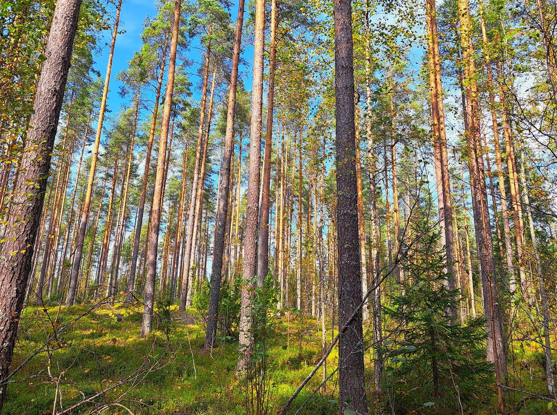 Perho Humalajoki LISÄKIVIRANTA 192:0 metsätila 24,12 ha. 9