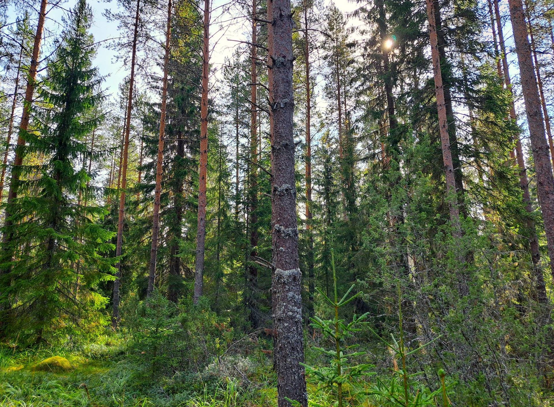 Perho Humalajoki LISÄKIVIRANTA 192:0 metsätila 24,12 ha. 6