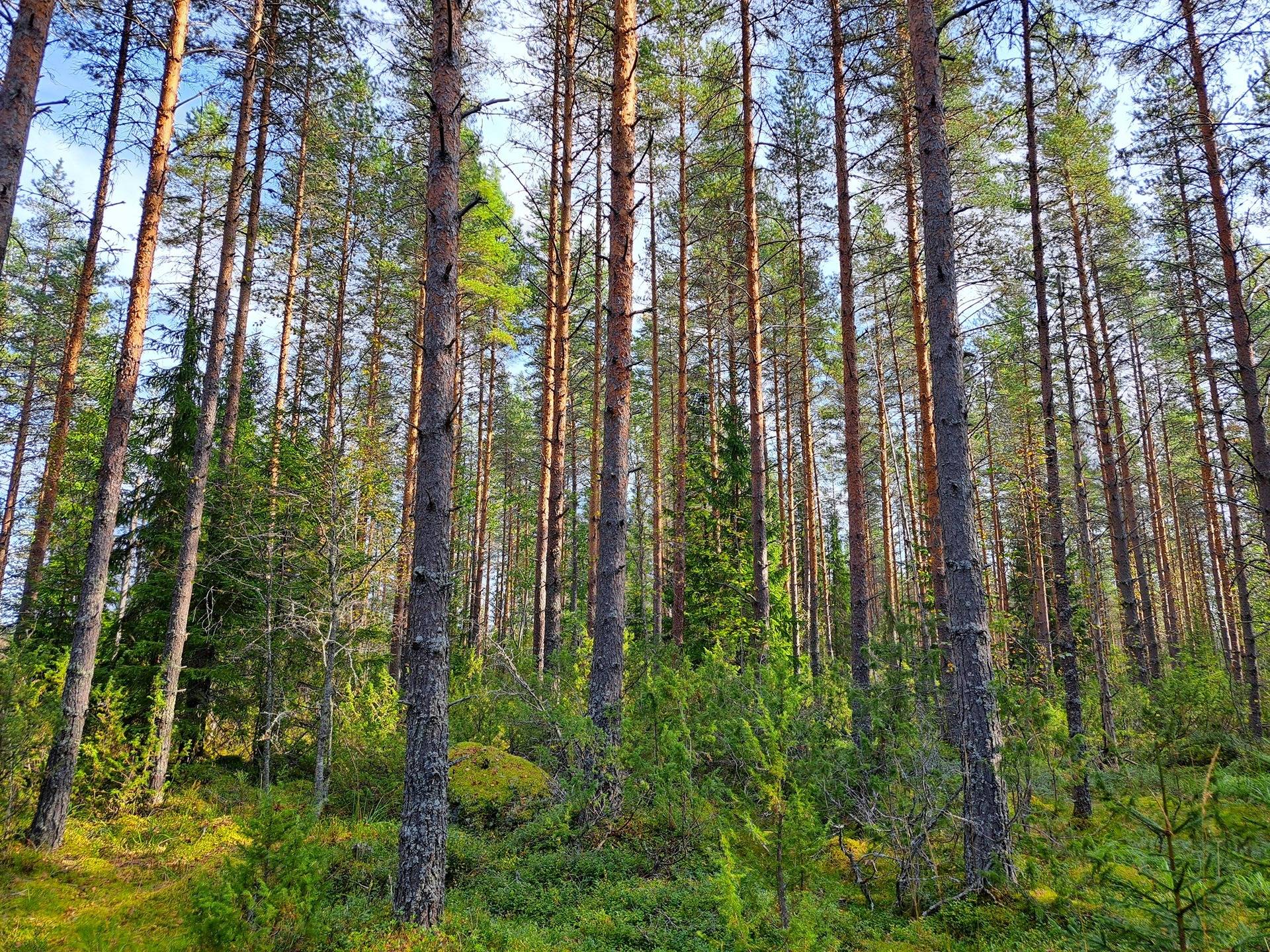 Perho Humalajoki LISÄKIVIRANTA 192:0 metsätila 24,12 ha. 11