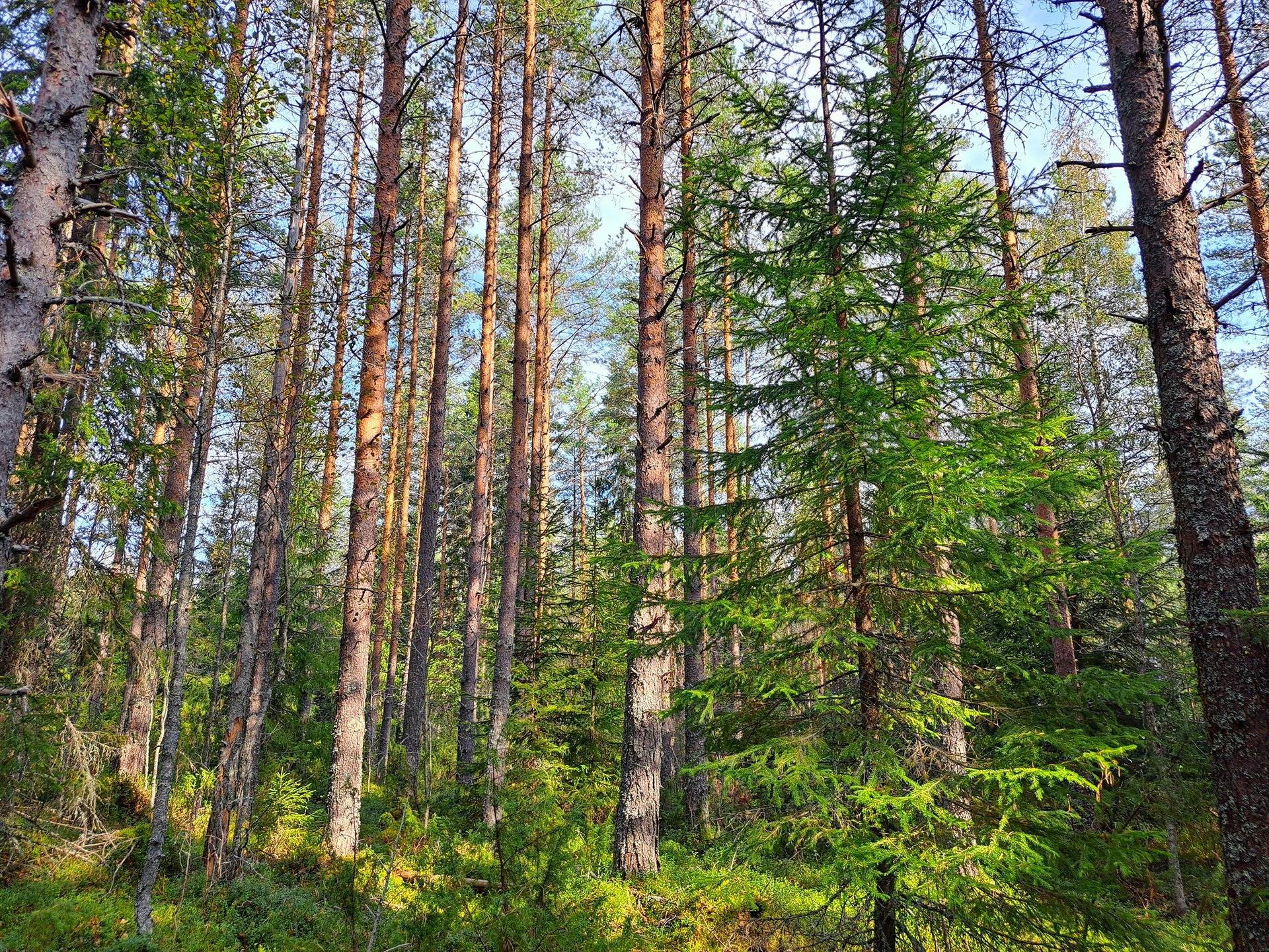 Perho Humalajoki LISÄKIVIRANTA 192:0 metsätila 24,12 ha. 3